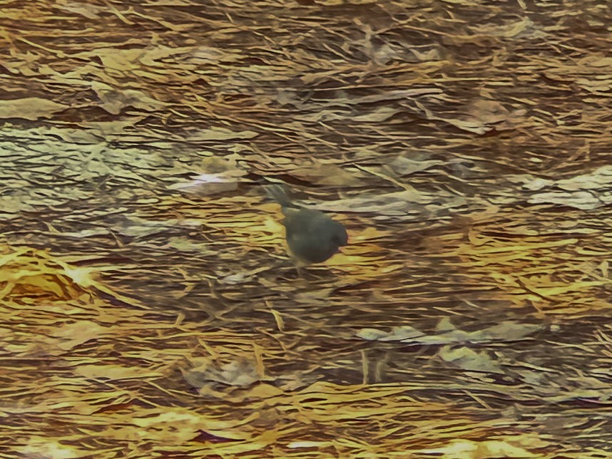 Dark-eyed Junco (Slate-colored) - ML628732758