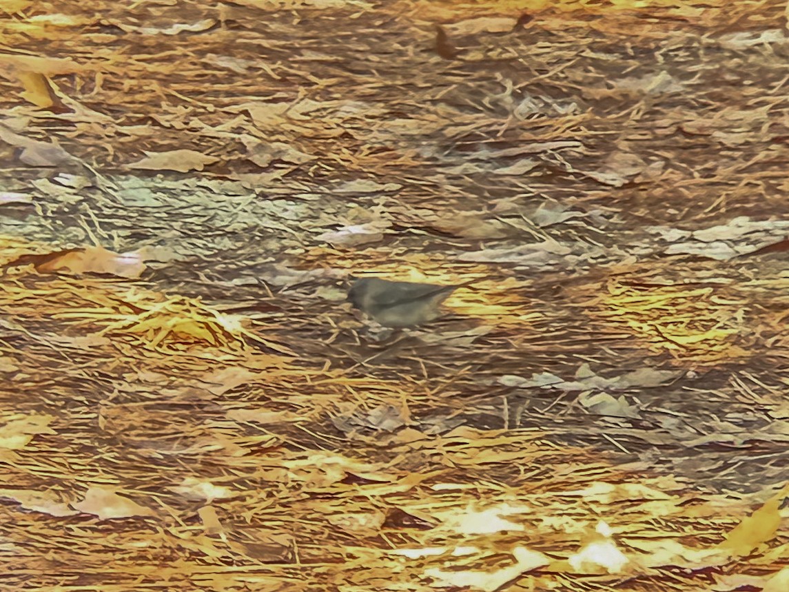 Dark-eyed Junco (Slate-colored) - ML628732759