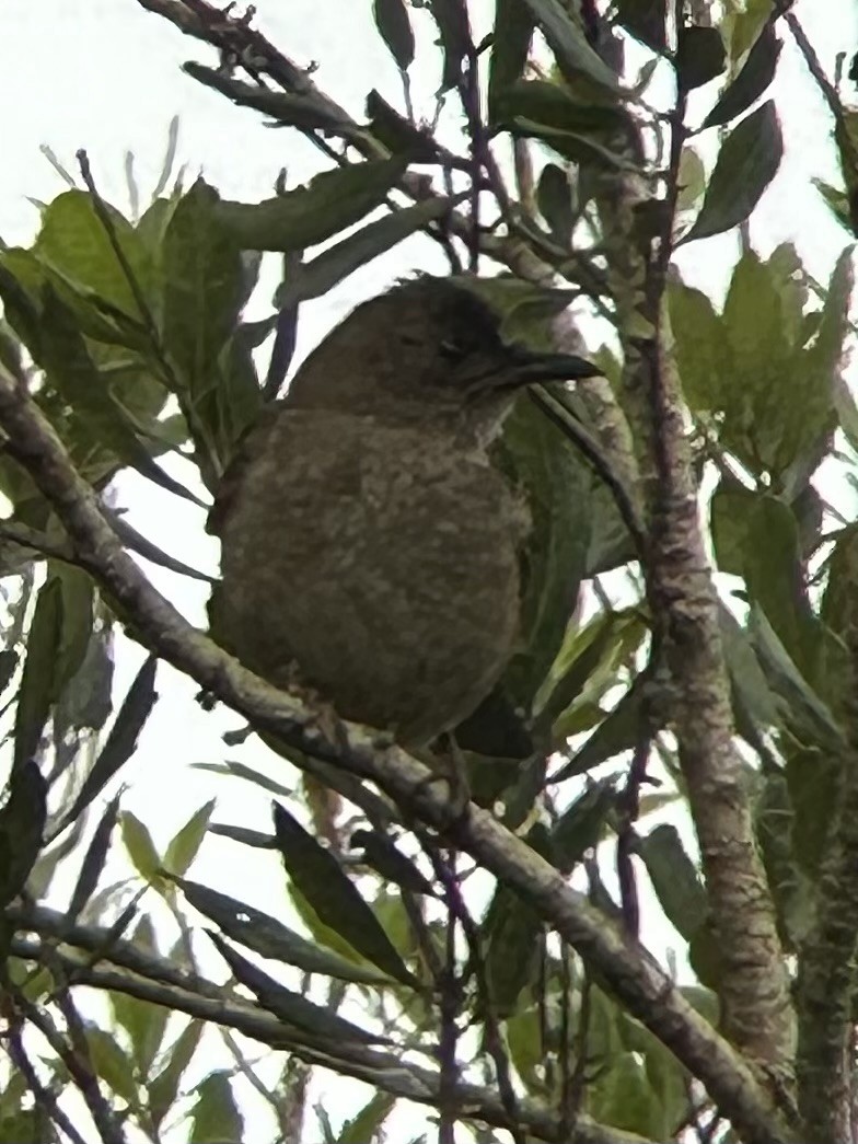 ミヤマクロウタドリ - ML628732799