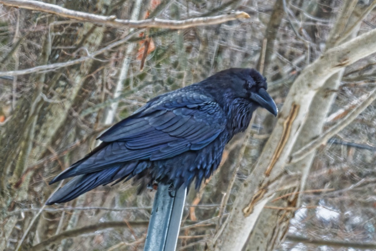 Common Raven - ML628732803