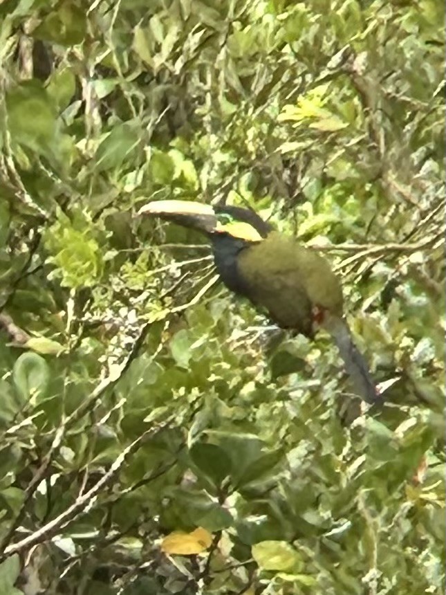 アオハシコチュウハシ - ML628732810