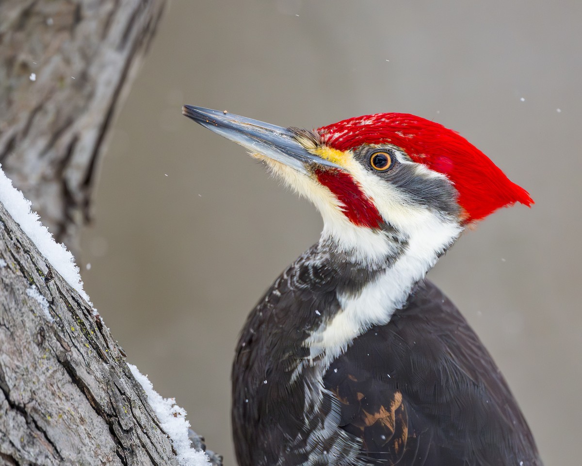 Pileated Woodpecker - ML628732926