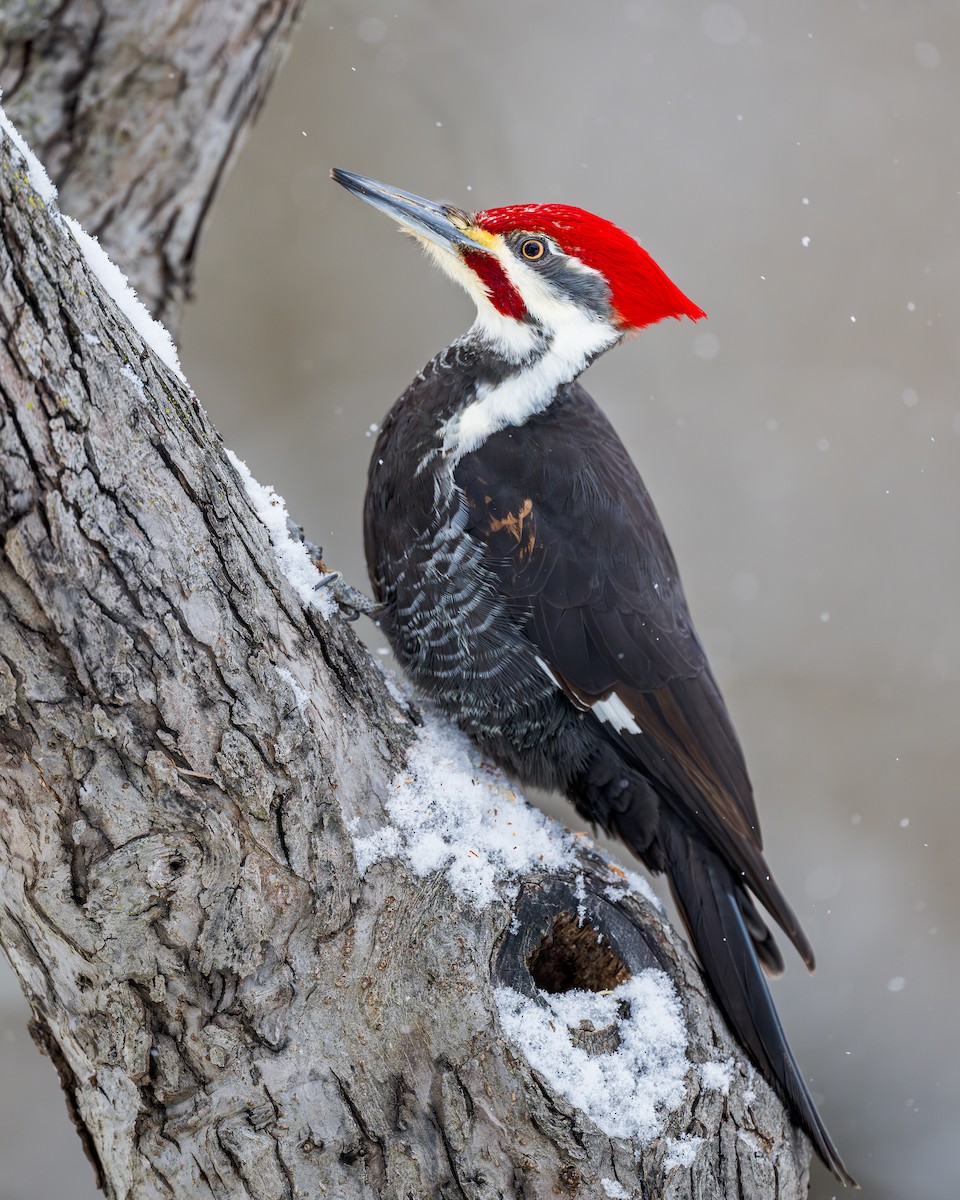 Pileated Woodpecker - ML628732927