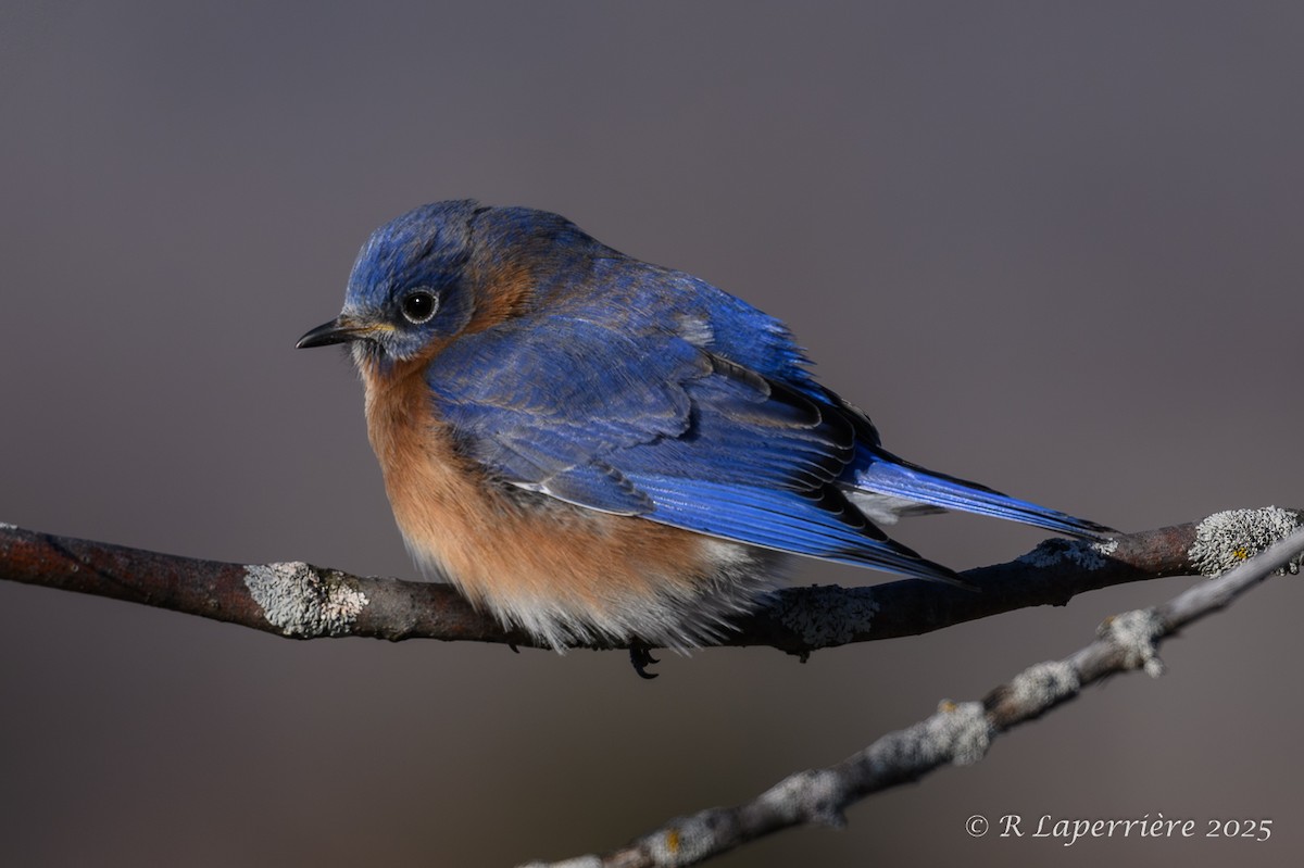 Eastern Bluebird - ML628732941