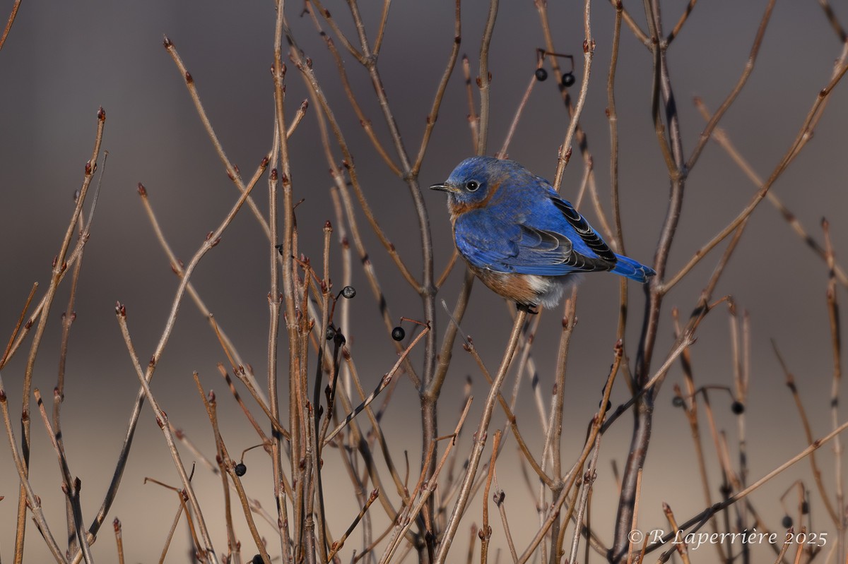Eastern Bluebird - ML628732942