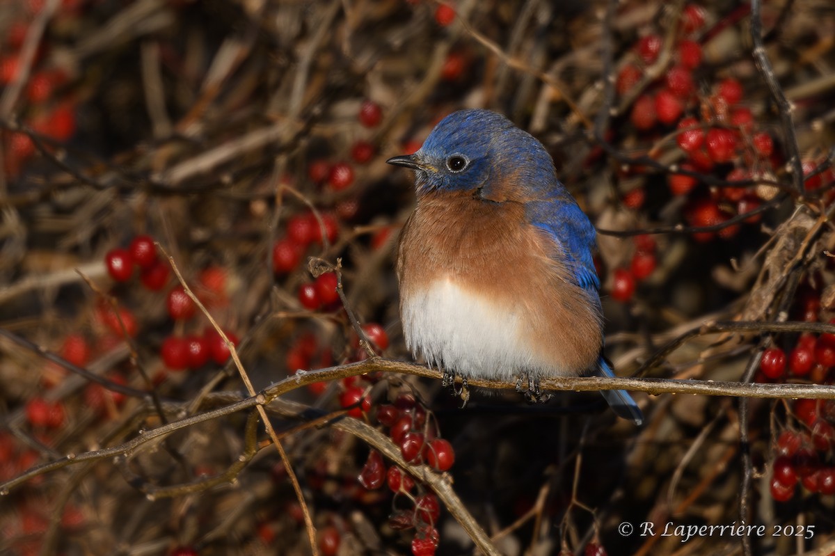 Eastern Bluebird - ML628732943
