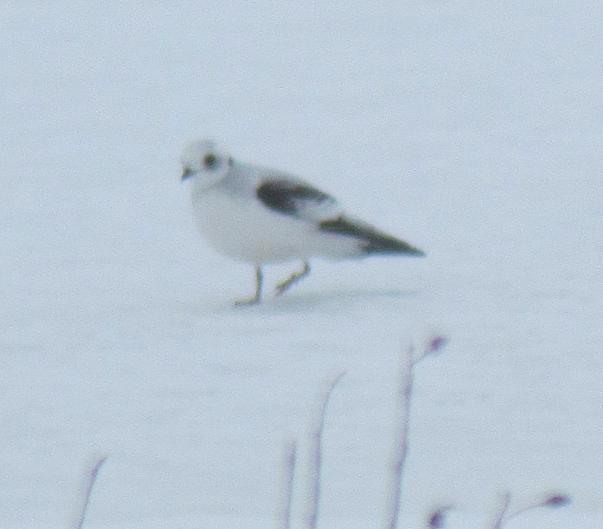 Ross's Gull - ML628732980