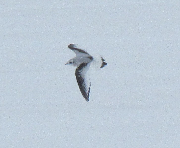 Ross's Gull - ML628732981