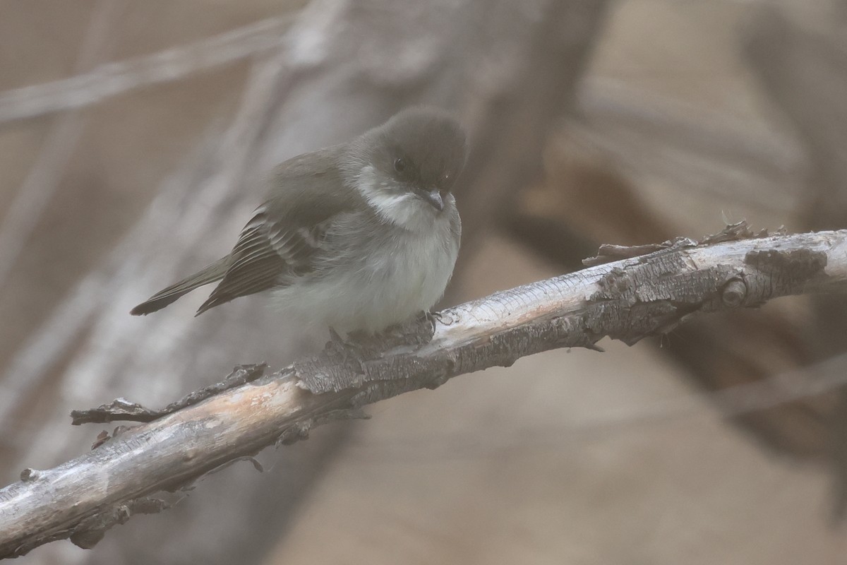 Moucherolle phébi - ML628733126