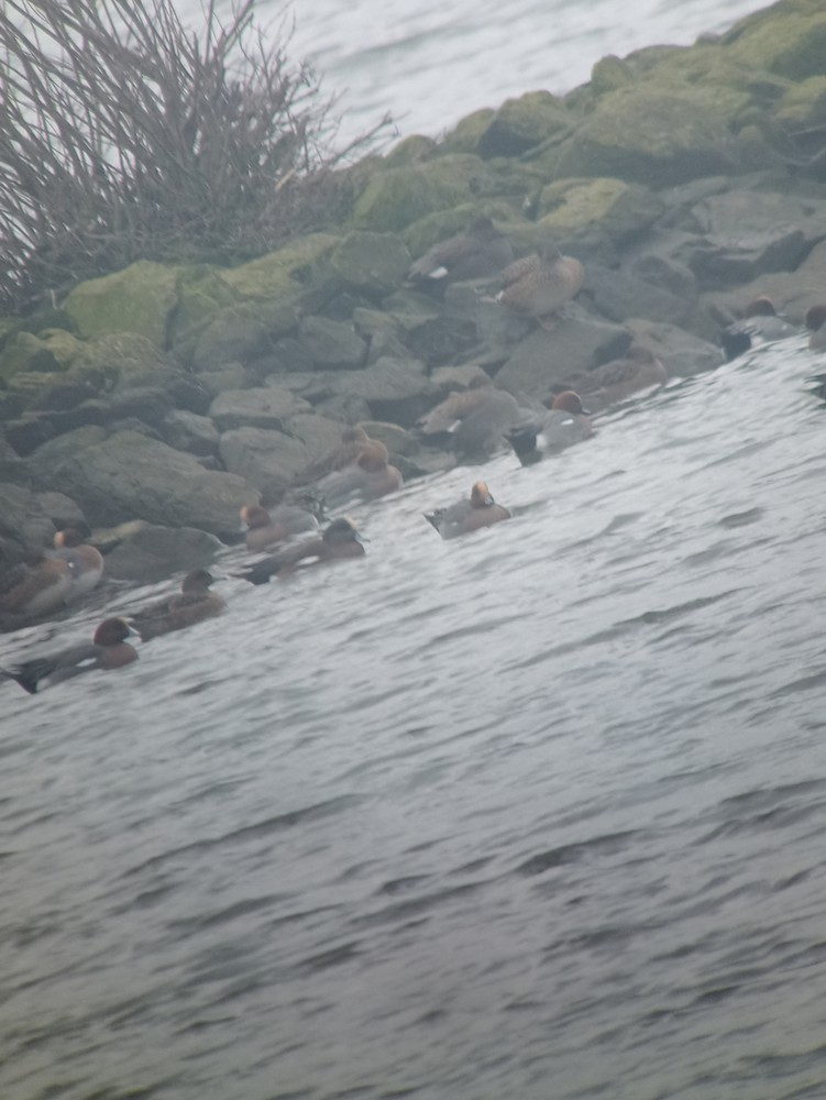 American Wigeon - ML628733311