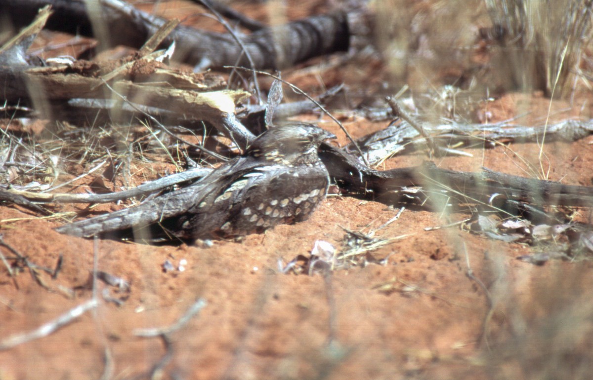 Rufous-cheeked Nightjar - ML628733448