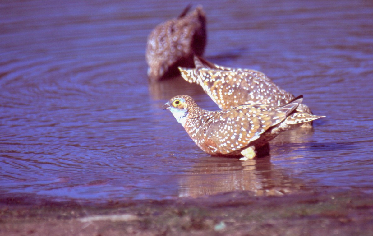 Burchell's Sandgrouse - ML628733547