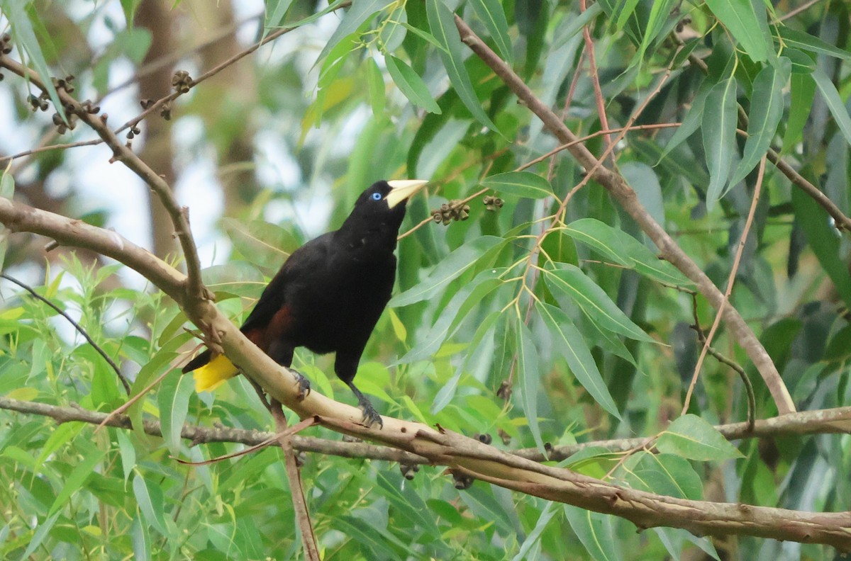 Crested Oropendola - ML628733702