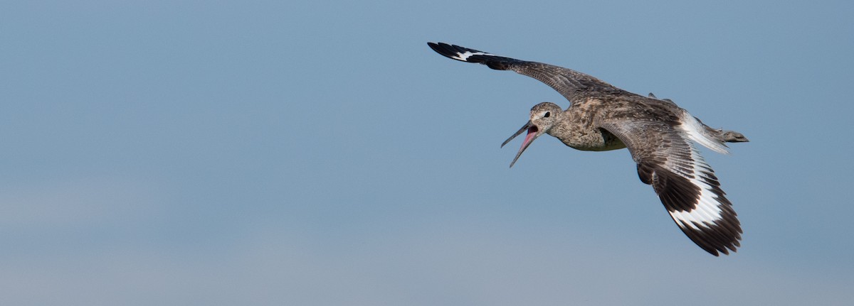 Willet - Nathaniel Behl