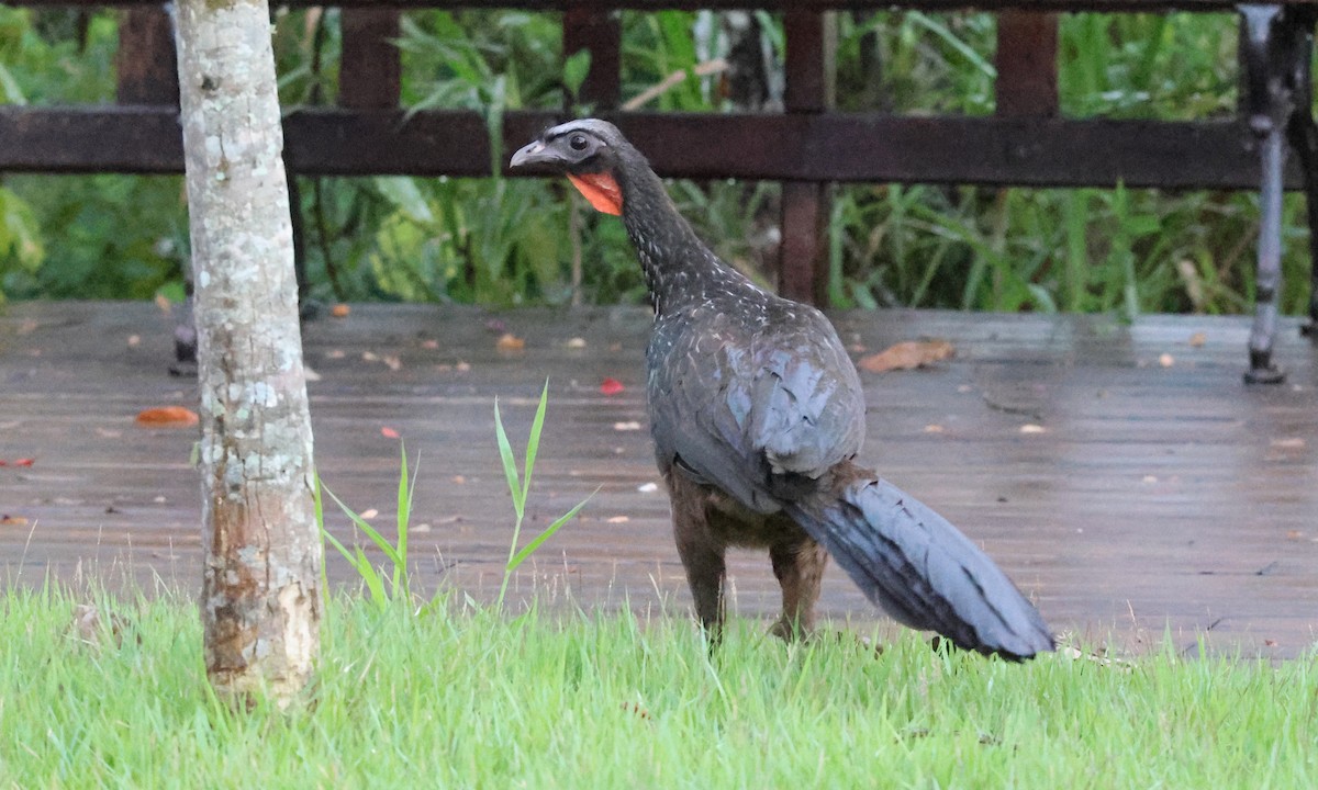 Dusky-legged Guan - ML628733978