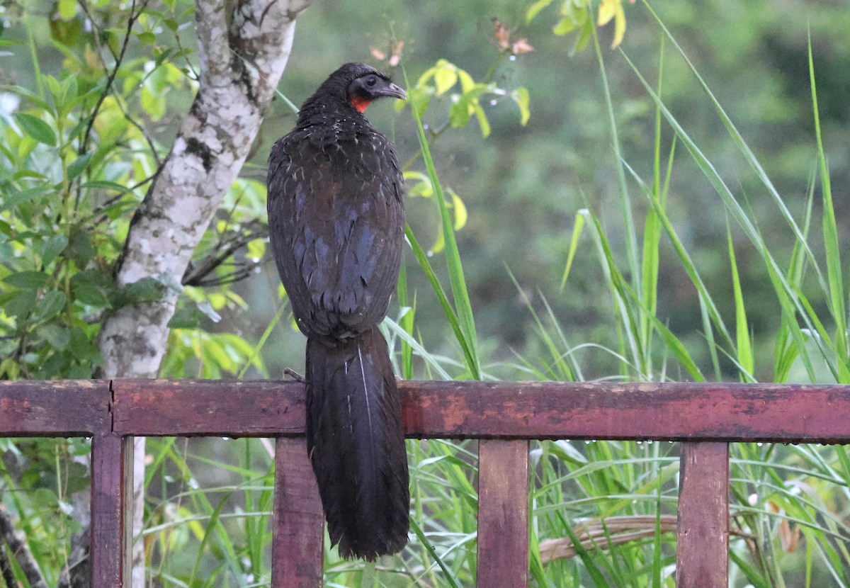 Dusky-legged Guan - ML628733979
