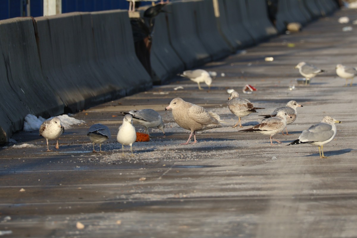 racek šedý - ML628734086