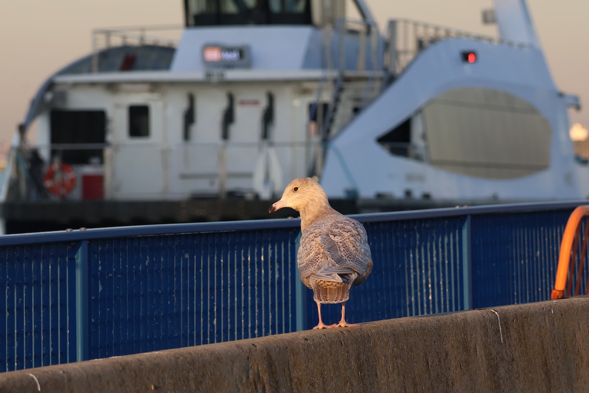 racek šedý - ML628734087