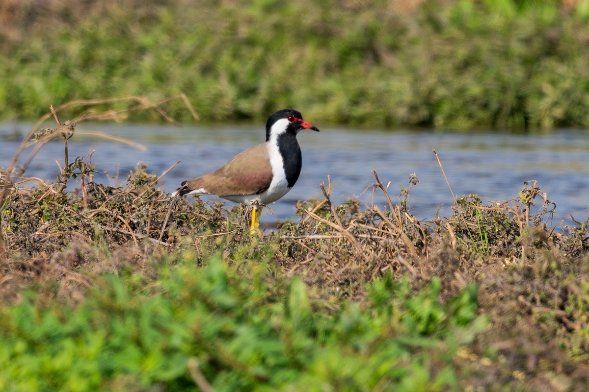 Red-wattled Lapwing - ML628734272