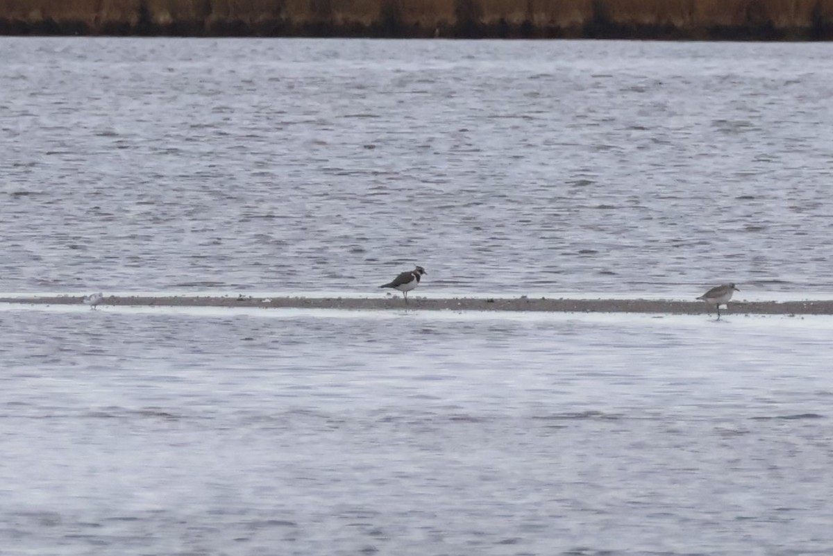 čejka chocholatá - ML628734420