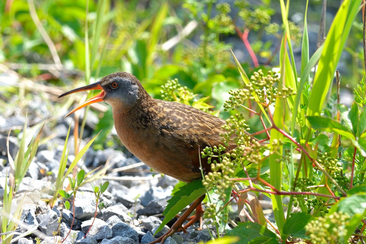 Virginia Rail - ML628734447