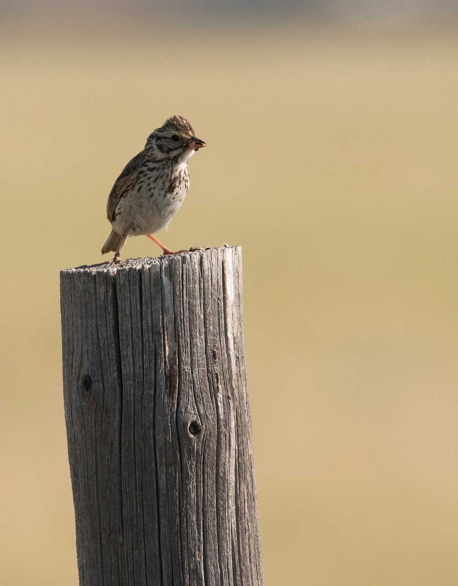 Savannah Sparrow - ML62873501