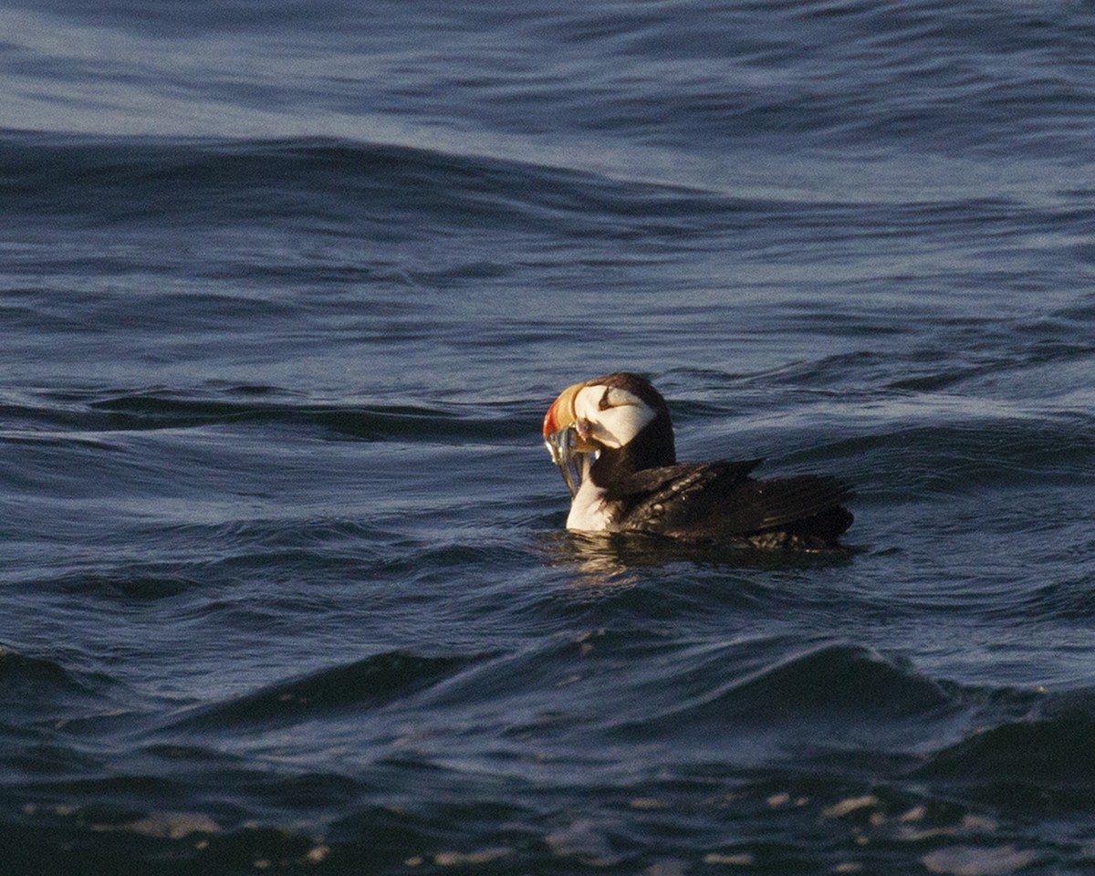 Horned Puffin - ML628735155