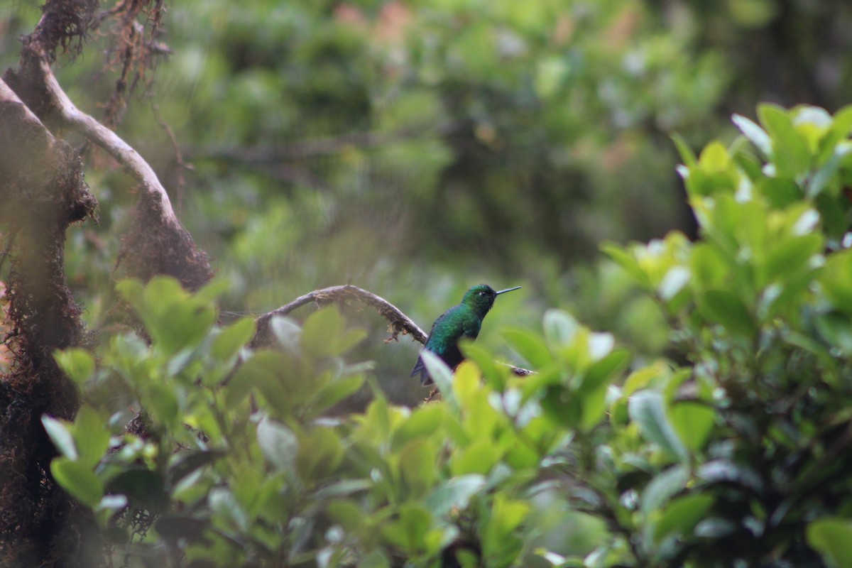 Short-tailed Emerald - ML628735250