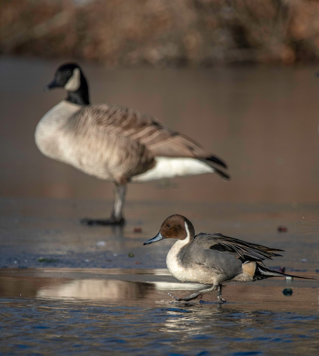 Canard pilet - ML628735288