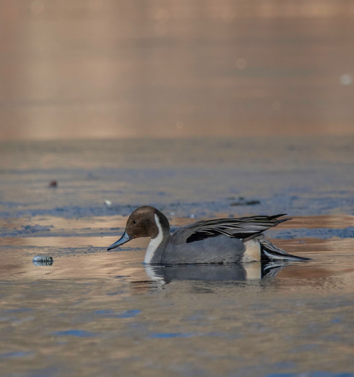 Canard pilet - ML628735290