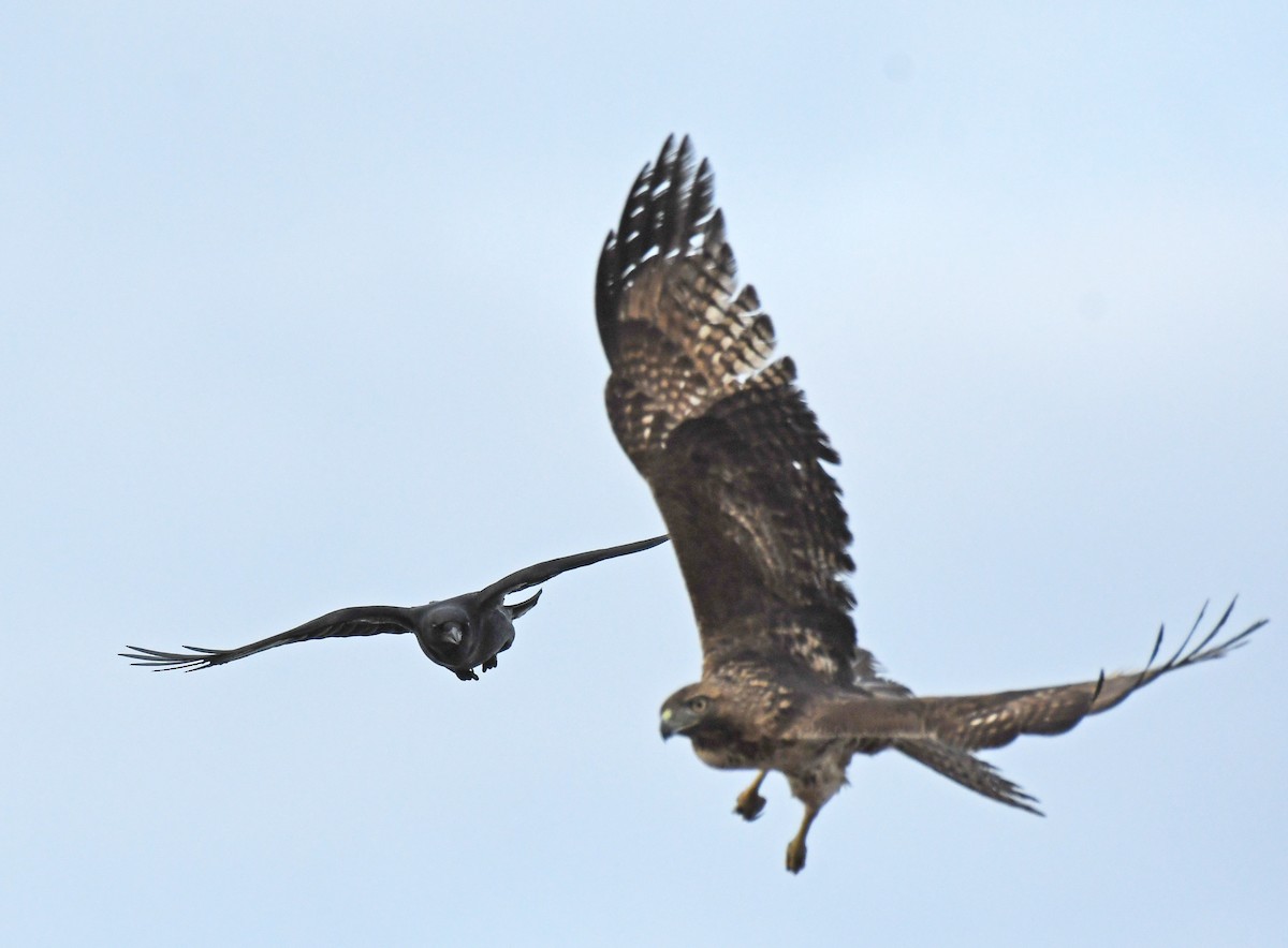 Ворона американська - ML628735429