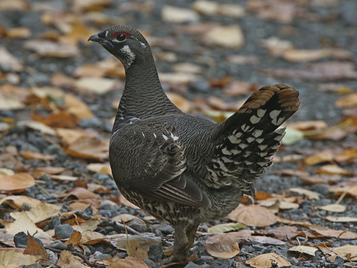 Spruce Grouse - ML628735459