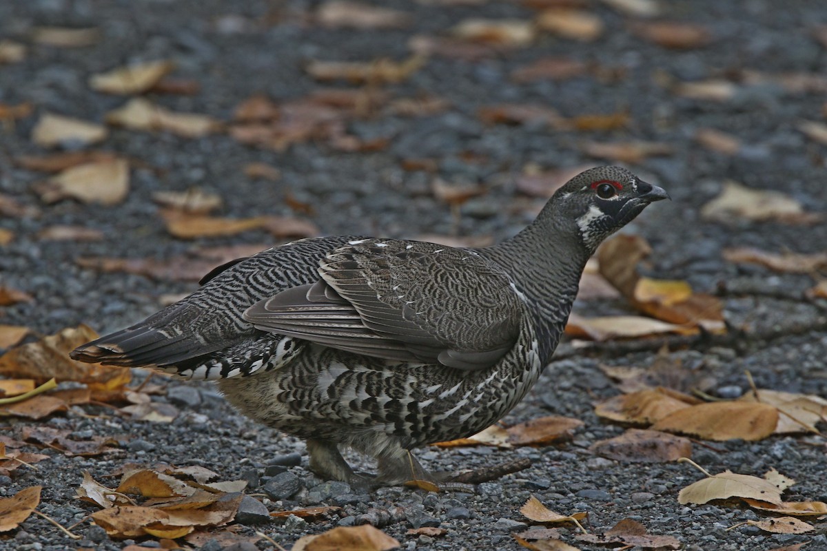 Spruce Grouse - ML628735461