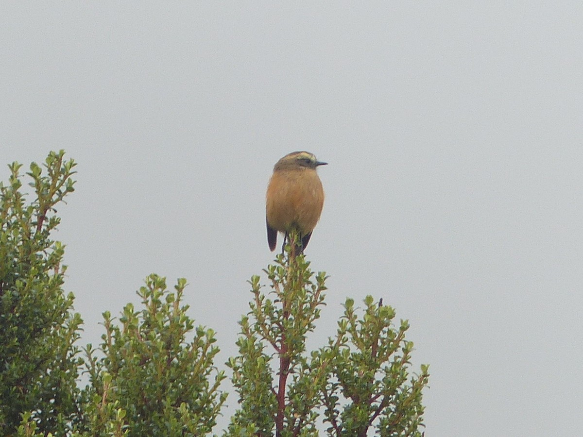 Brown-backed Chat-Tyrant - ML628735930