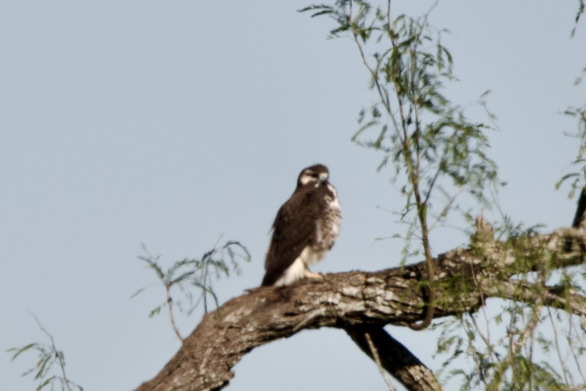 White-tailed Hawk - ML628735934