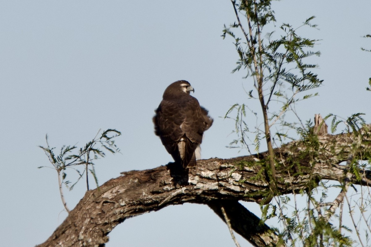 White-tailed Hawk - ML628735935