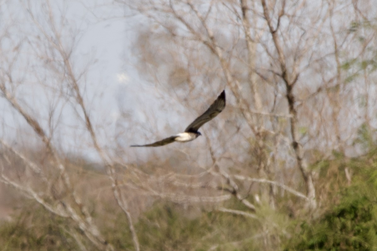 White-tailed Hawk - ML628735936