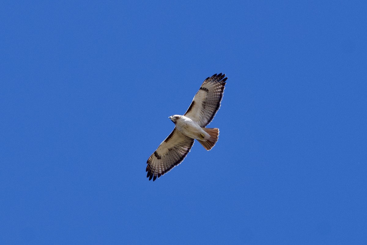 Red-tailed Hawk - ML628735953