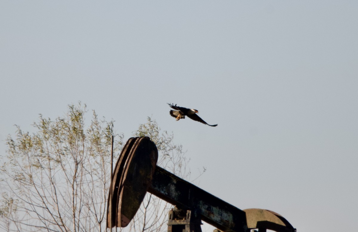Crested Caracara - ML628735956