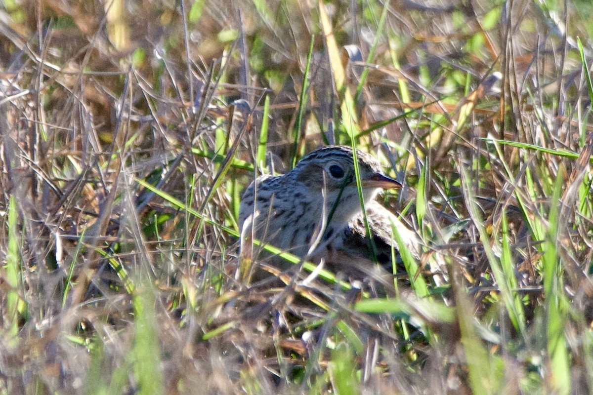 Sprague's Pipit - ML628735975
