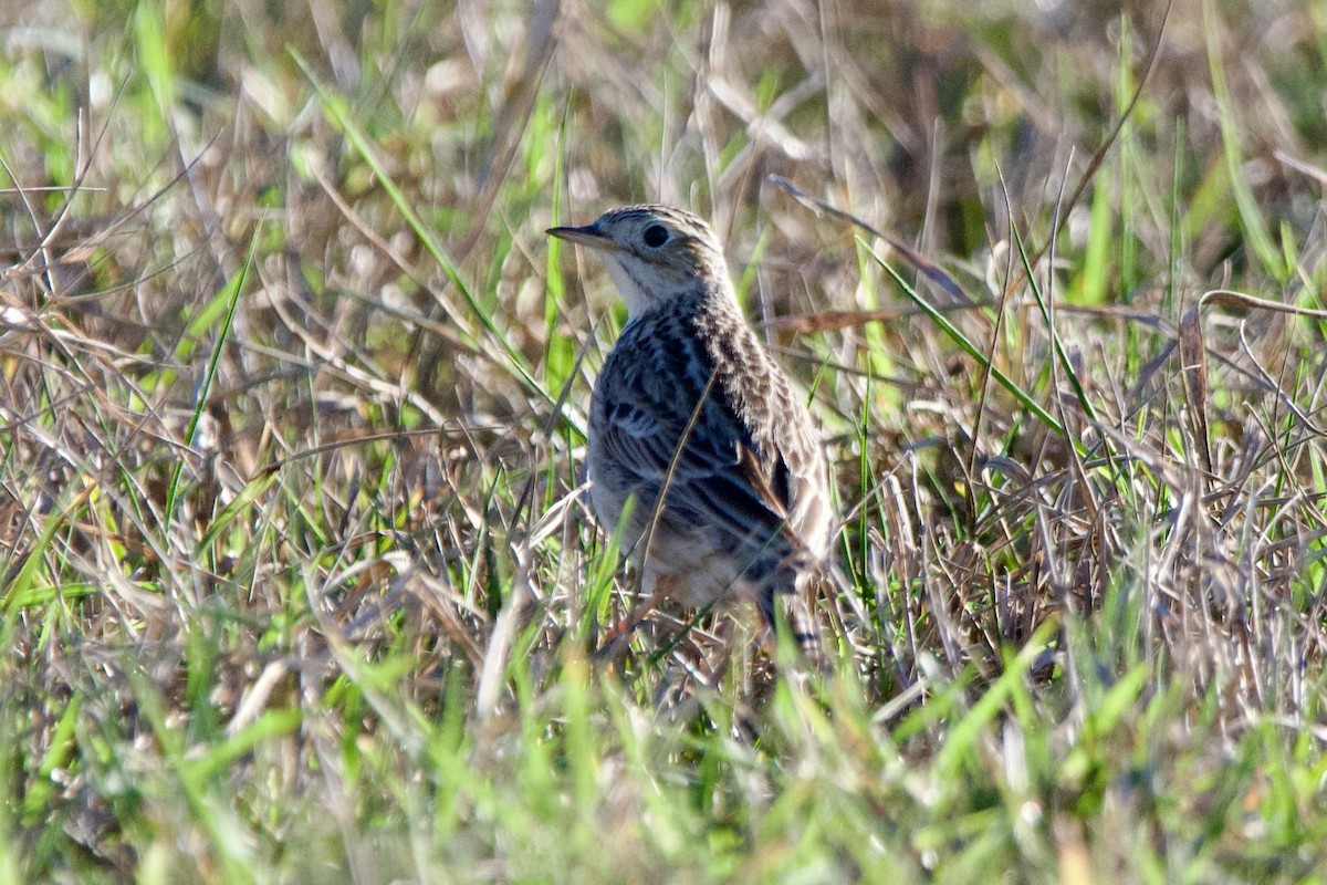 Sprague's Pipit - ML628735976