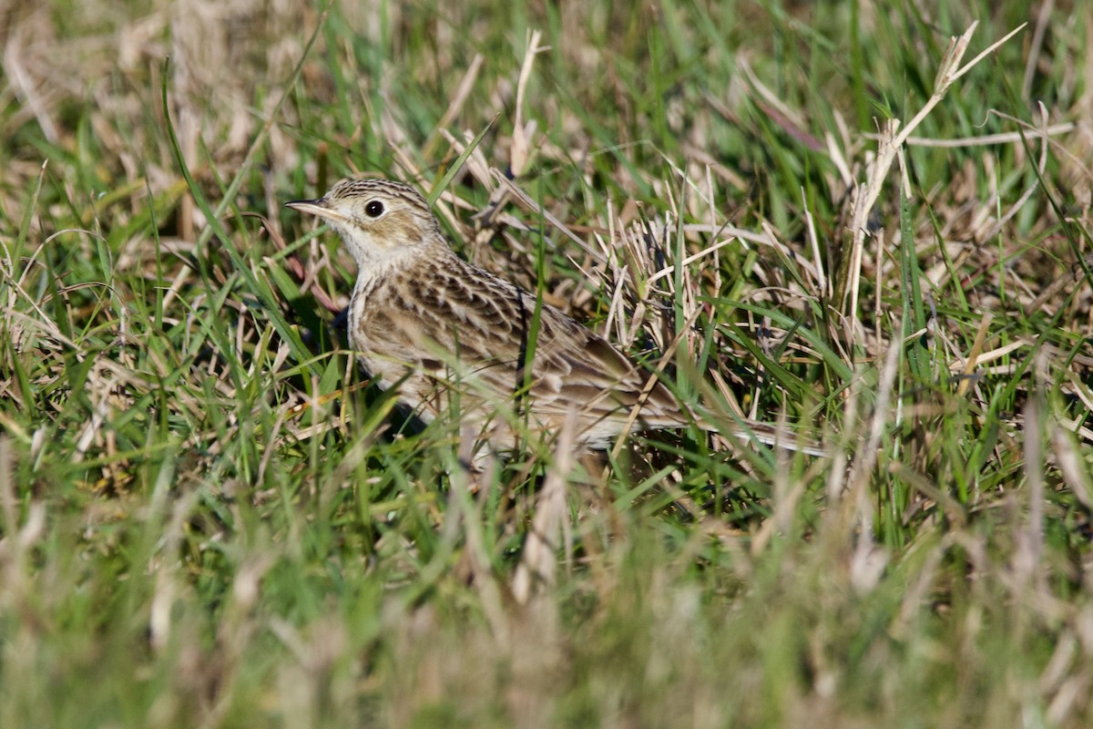 Sprague's Pipit - ML628735977