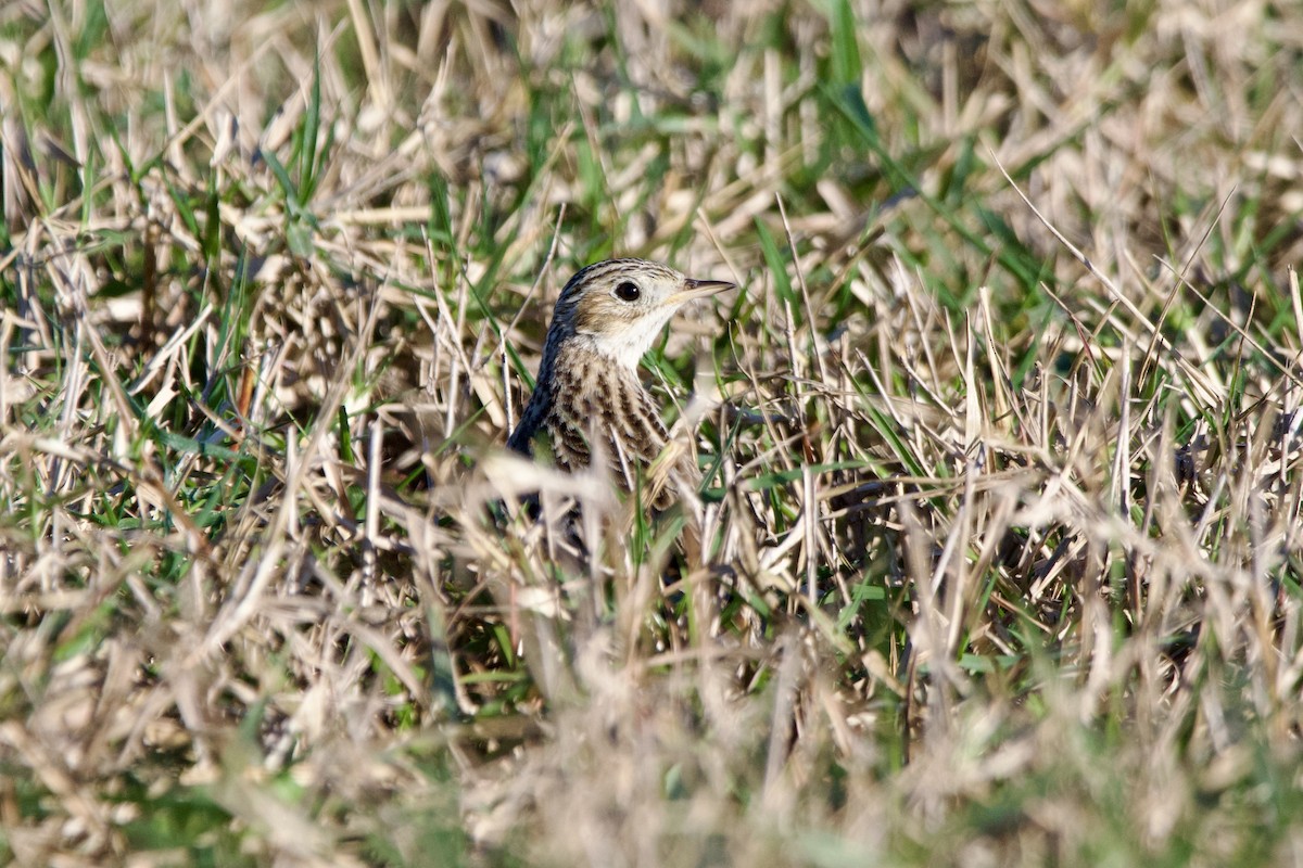 Sprague's Pipit - ML628735978