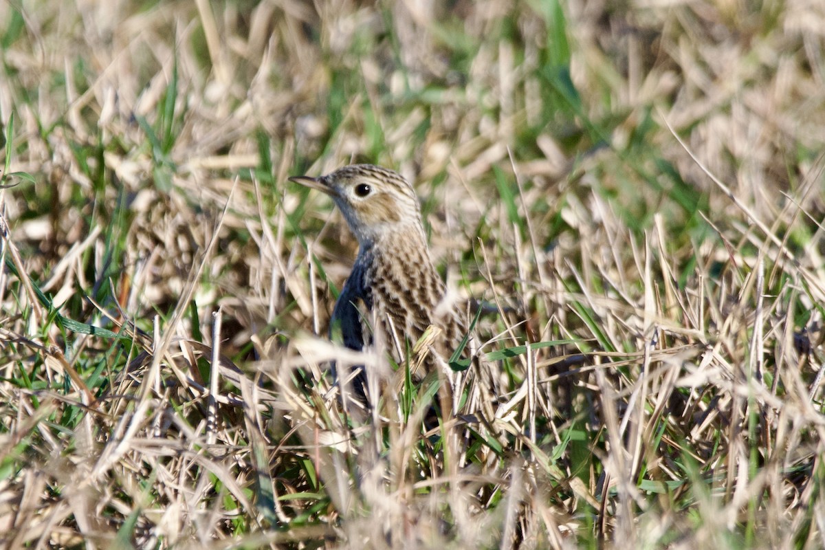 Sprague's Pipit - ML628735979