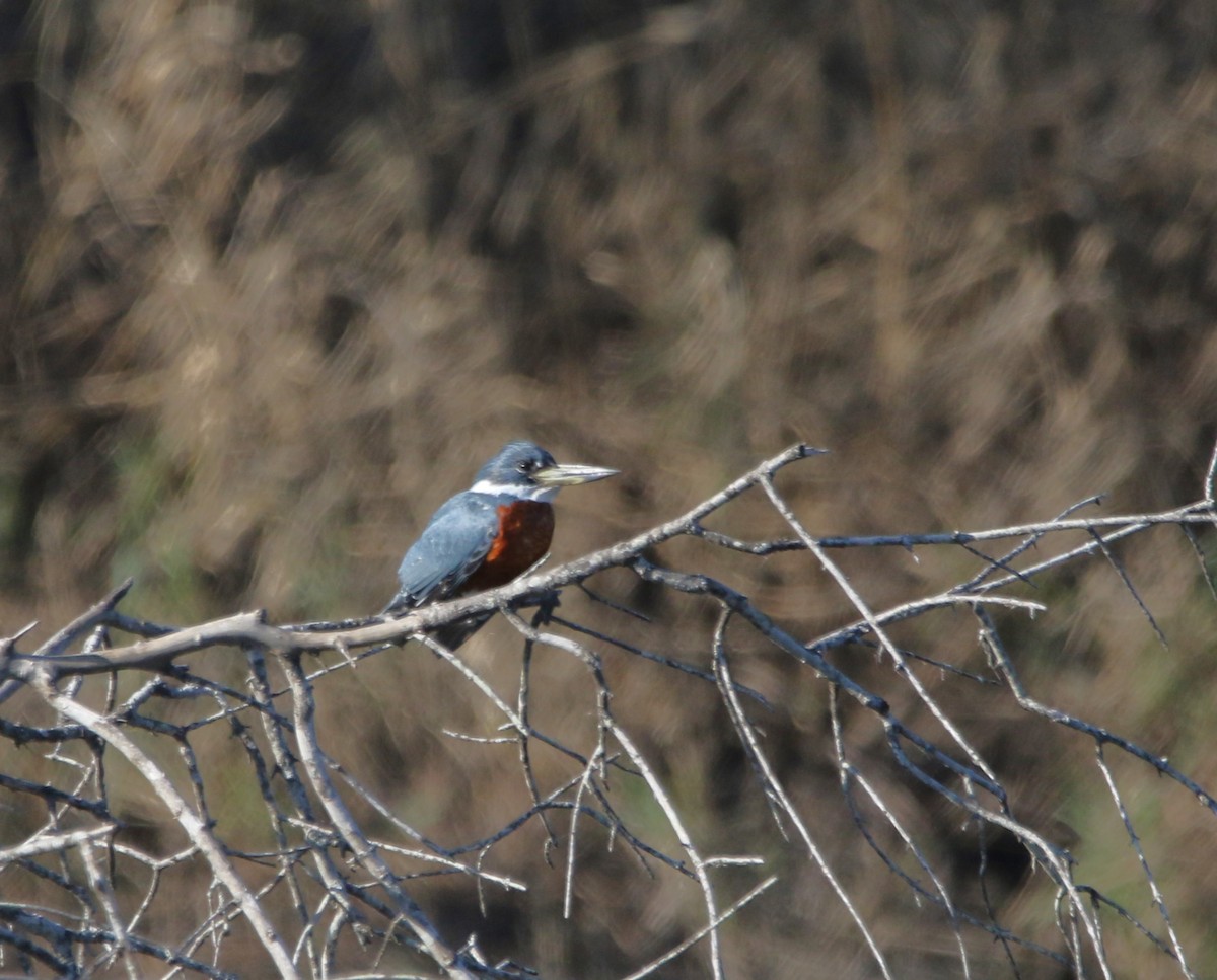 Ringed Kingfisher - ML628735988