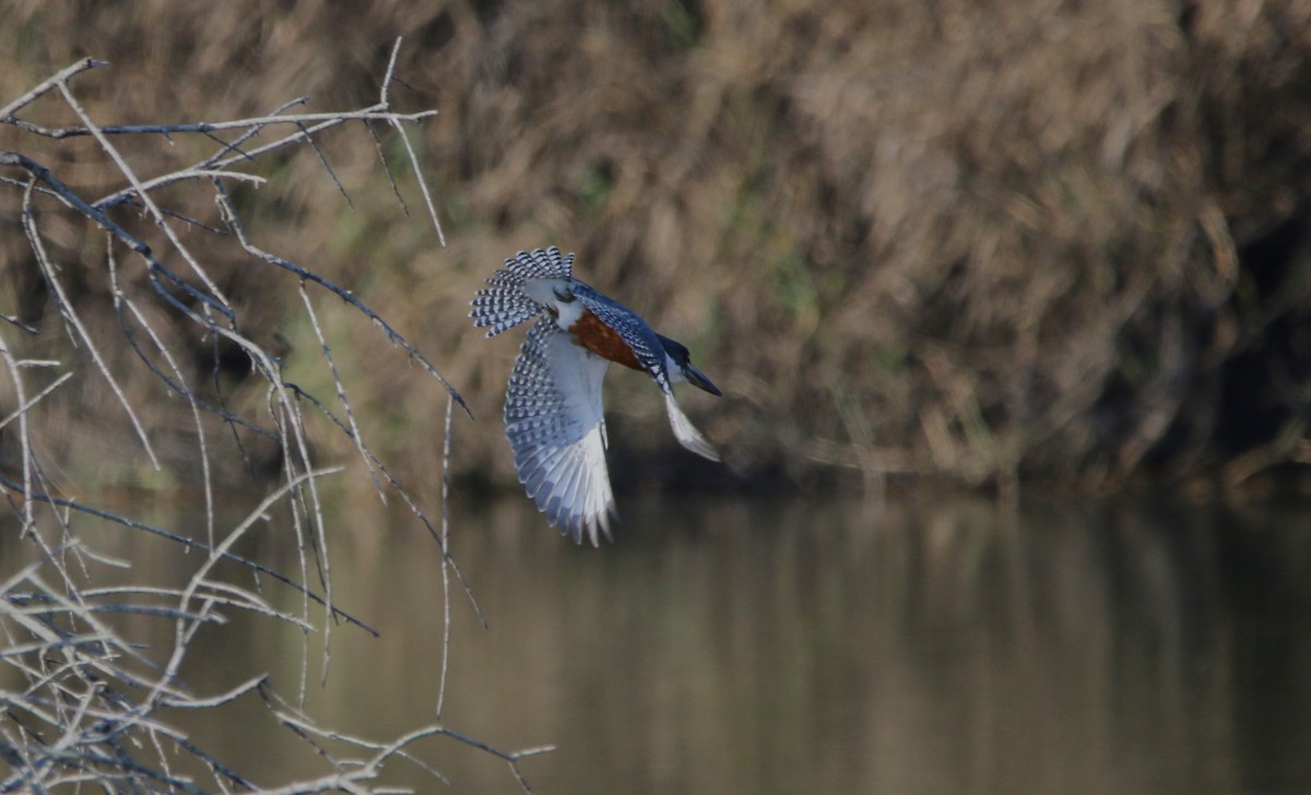 Ringed Kingfisher - ML628735994