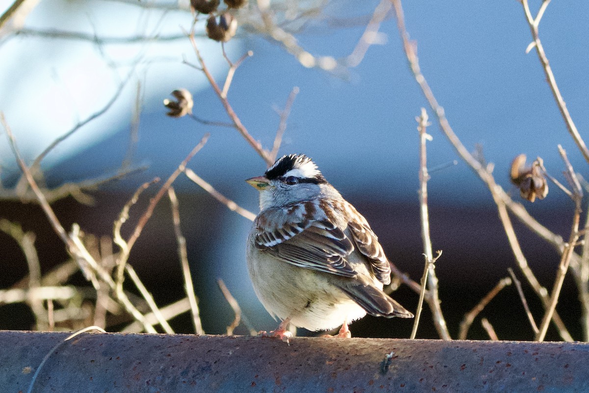 White-crowned Sparrow - ML628735995