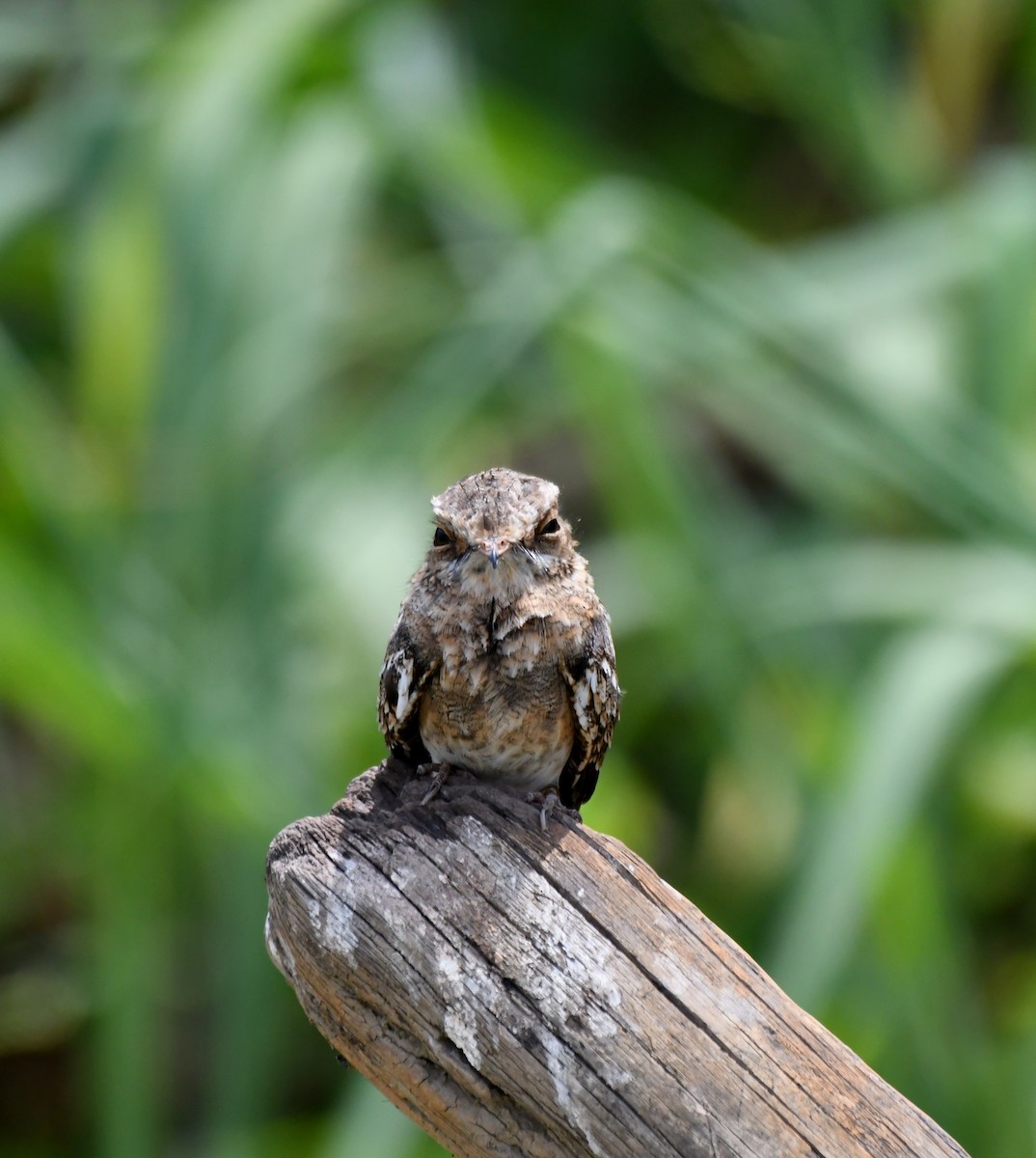 Ladder-tailed Nightjar - ML628735998