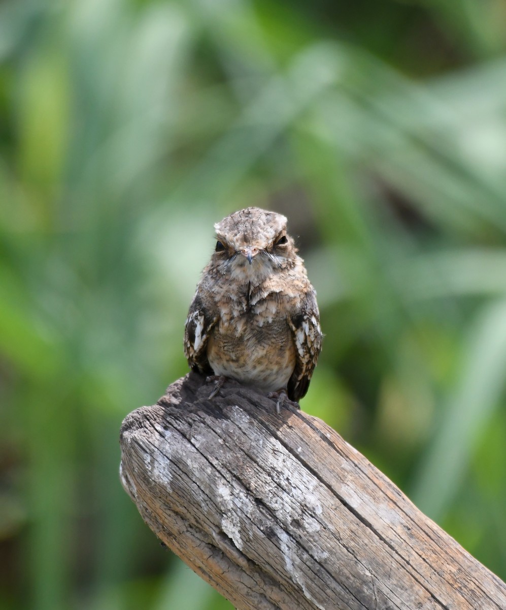 Ladder-tailed Nightjar - ML628736001