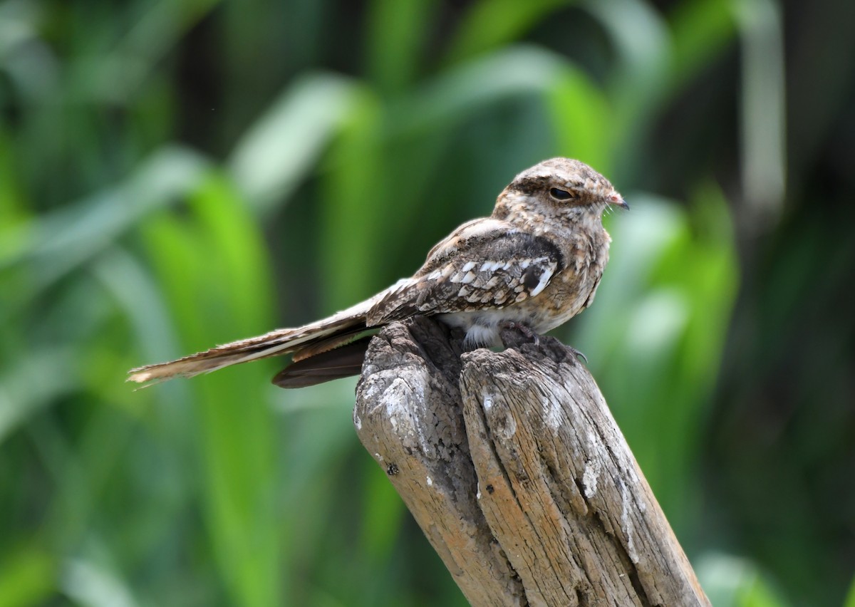 Ladder-tailed Nightjar - ML628736003